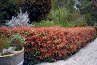 Bottlebrush Great Balls of Fire (Callistemon salignus)