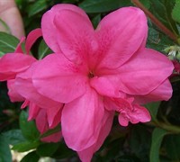 Azalea ENCORE AUTUMN CARNIVALE™