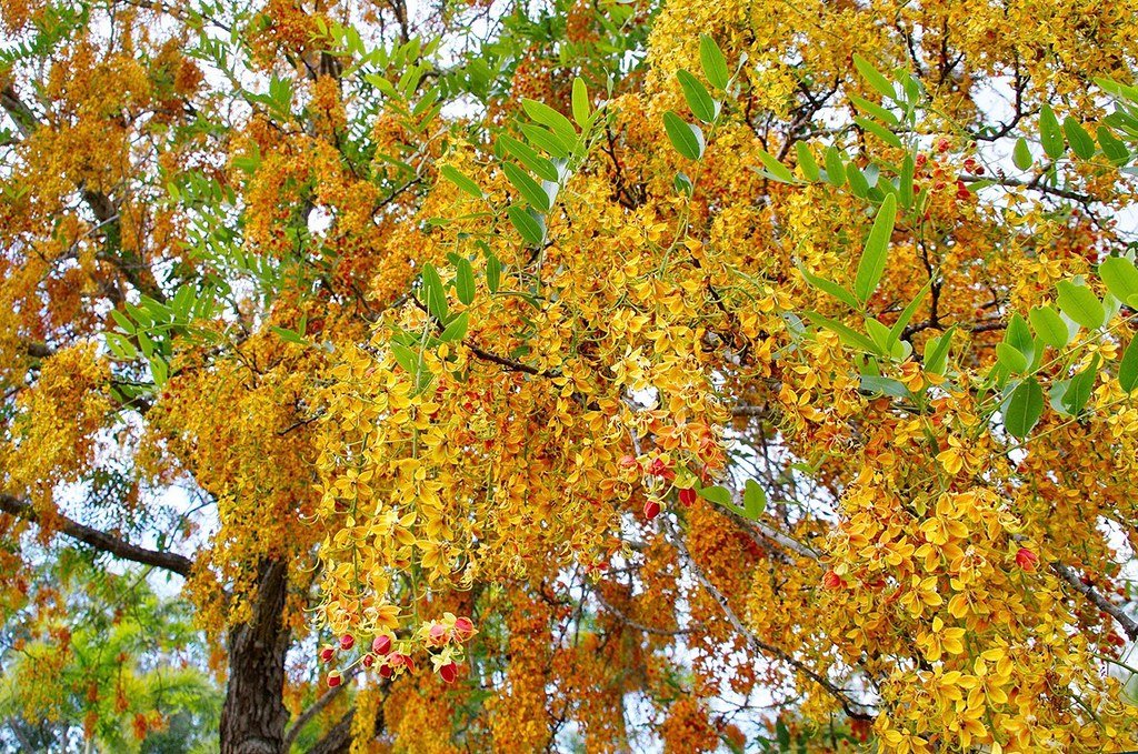 Brewster's Cassia (Cassia brewsteri) - Ladybird Nursery