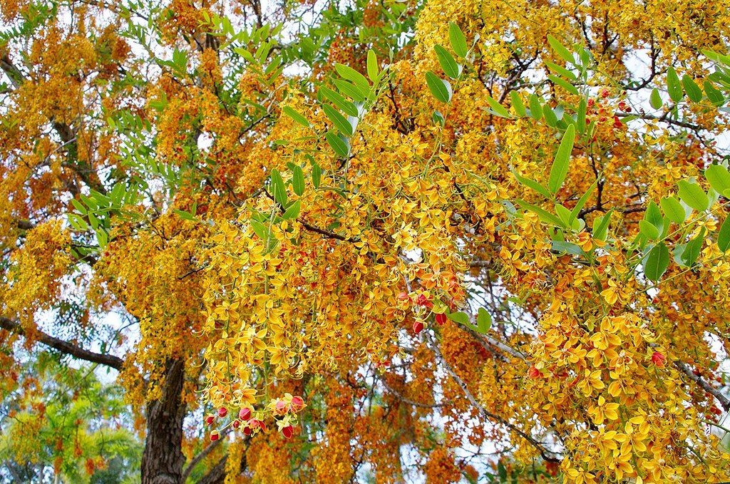 Brewster's Cassia (Cassia brewsteri)