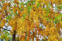 Brewster's Cassia (Cassia brewsteri)