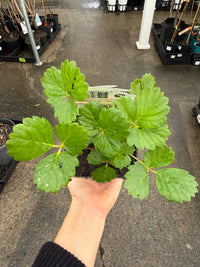 Strawberry 'Ruby Red' - Ladybird Nursery