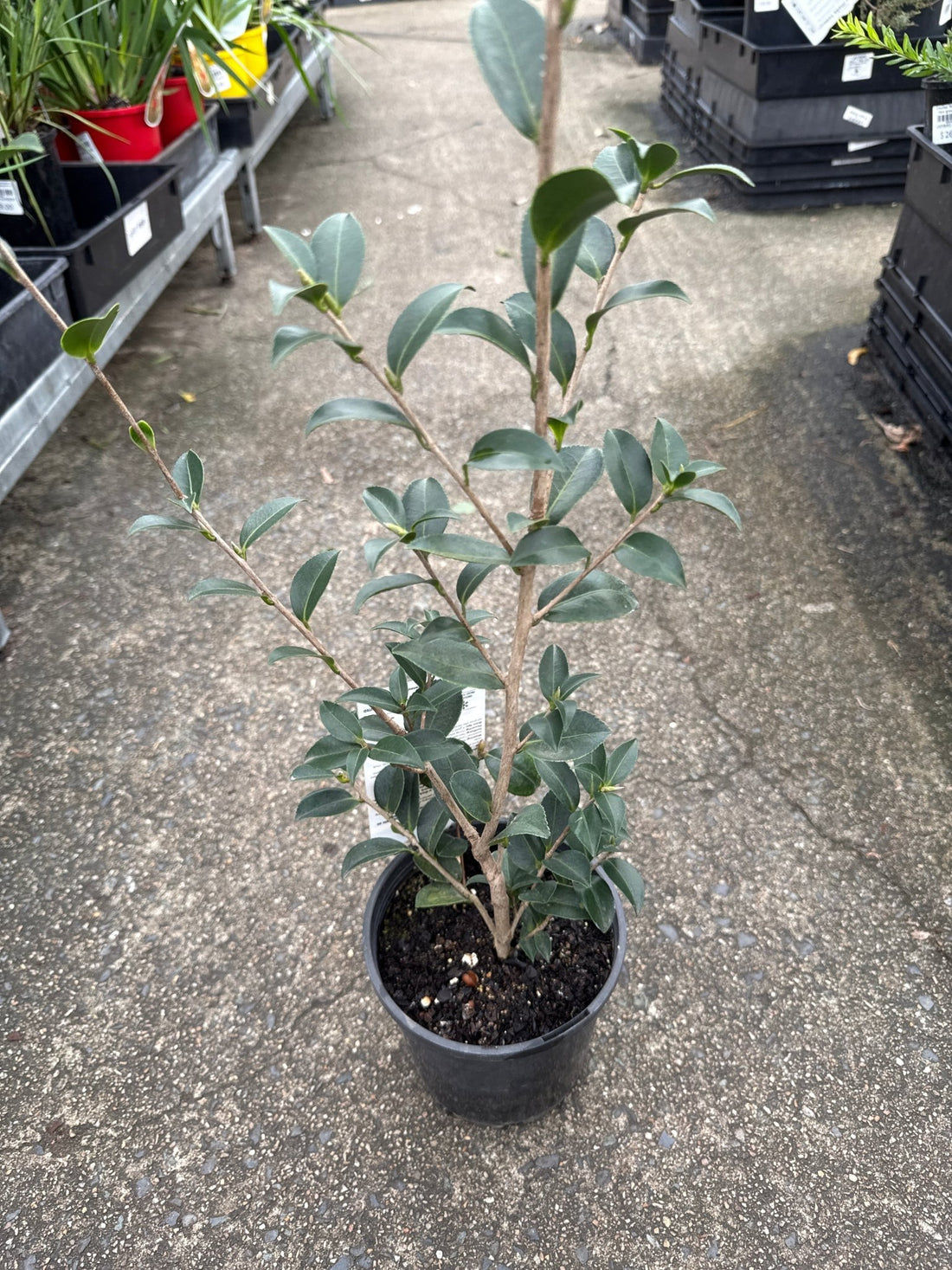 Camellia 'Paradise Blush' (Camellia sasanqua) - Ladybird Nursery
