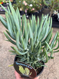 Senecio 'Nolas Pride' (Senecio) - Ladybird Nursery