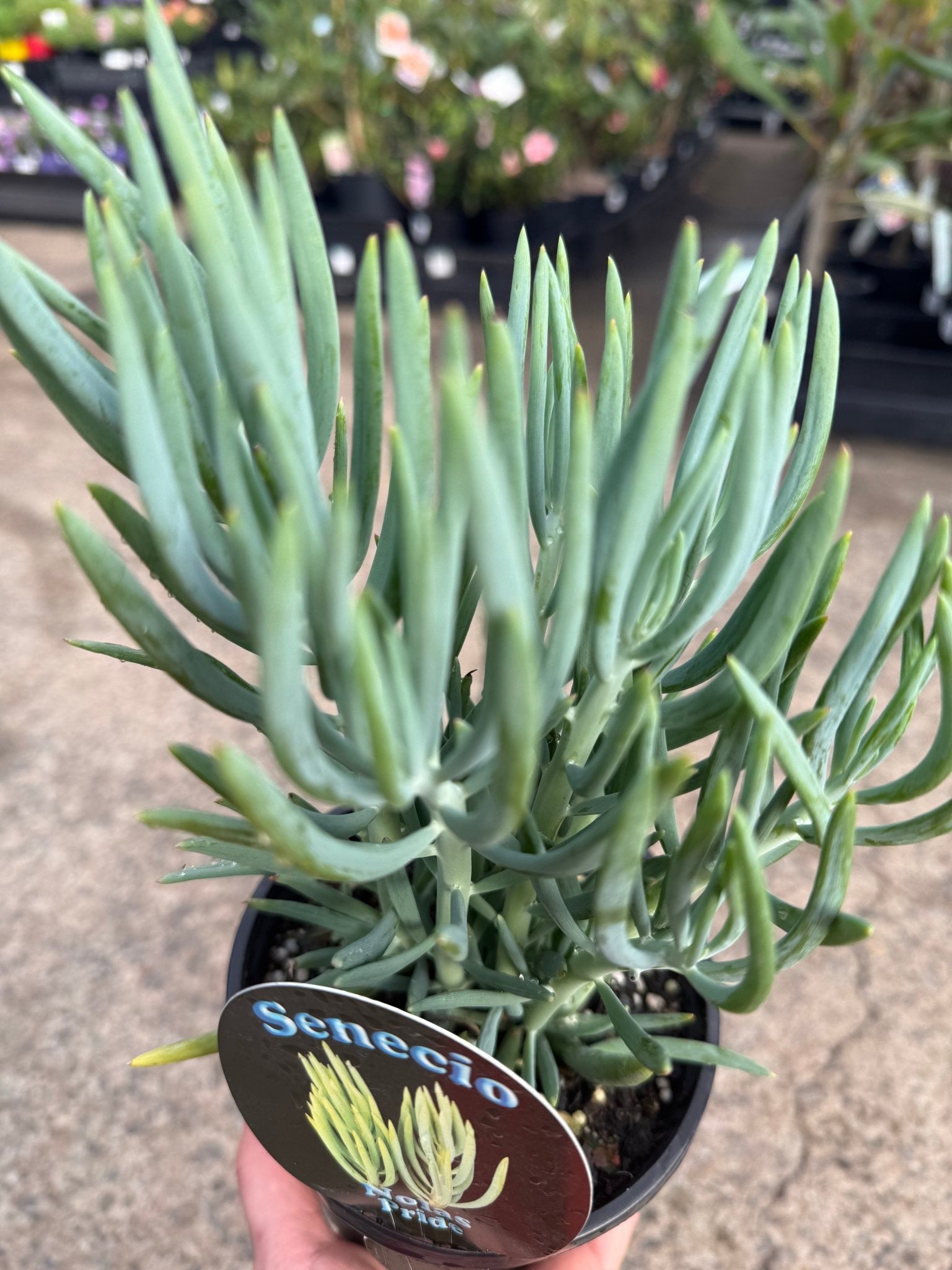 Senecio 'Nolas Pride' (Senecio) - Ladybird Nursery