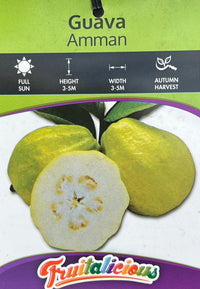Guava 'Amman' (Psidium guajava) - Ladybird Nursery