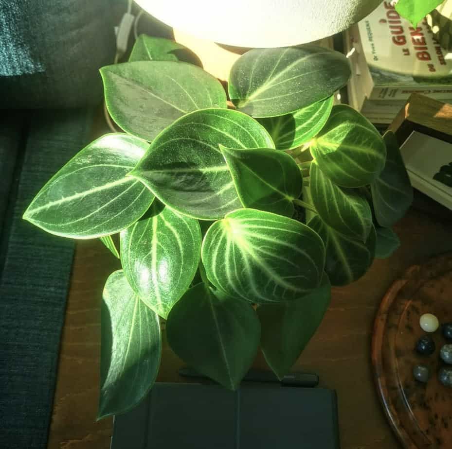 Peperomia Vanilla (Peperomia maculosa) - Ladybird Nursery