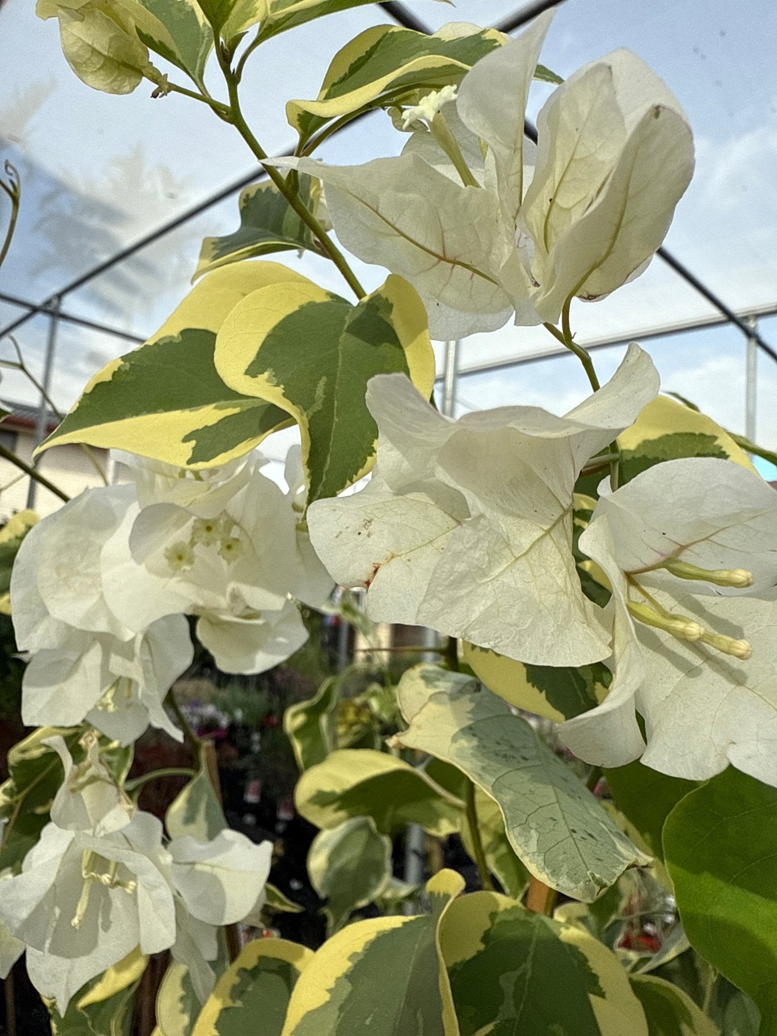 Bougainvillea ‘Arora’ (Bougainvillea Bambino™) - Ladybird Nursery