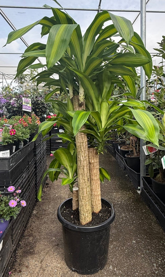 Happy Plant (Dracaena fragrans ‘Massangeana’) Multi Trunk PICK UP ONLY - Ladybird Nursery
