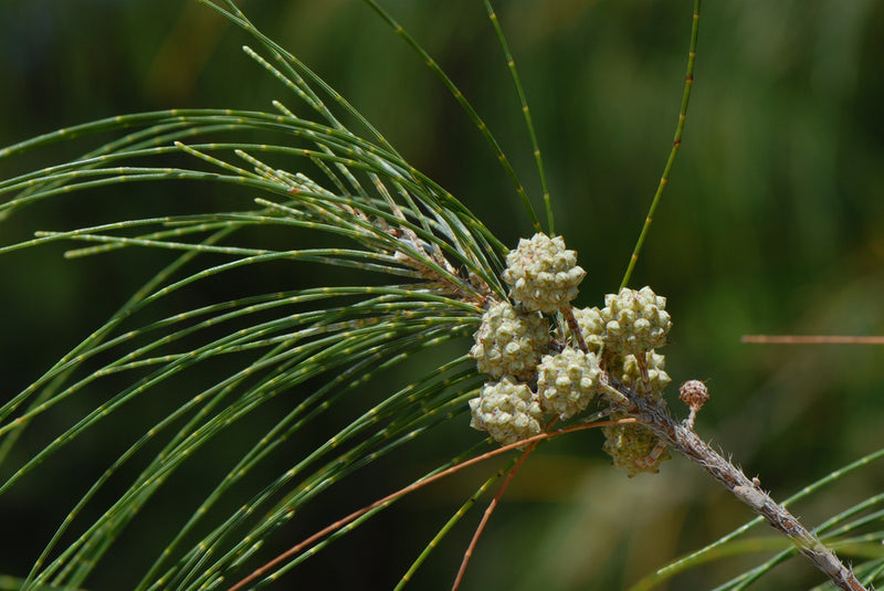Coastal She-oak (Casuarina equisetifolia)