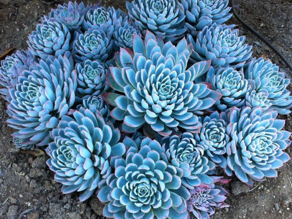 Hens and Chicks Queen (Echeveria Violet)