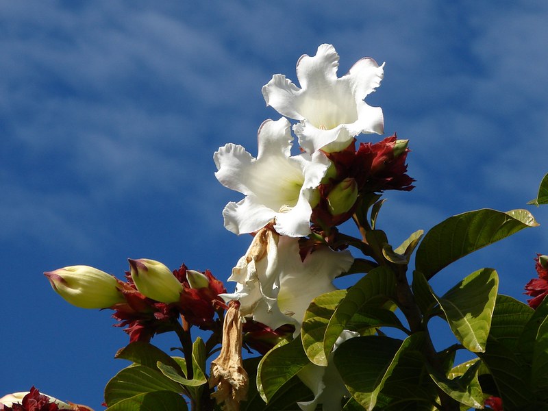 Herald's Trumpet (Beaumontia grandiflora)