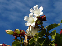 Herald's Trumpet (Beaumontia grandiflora)