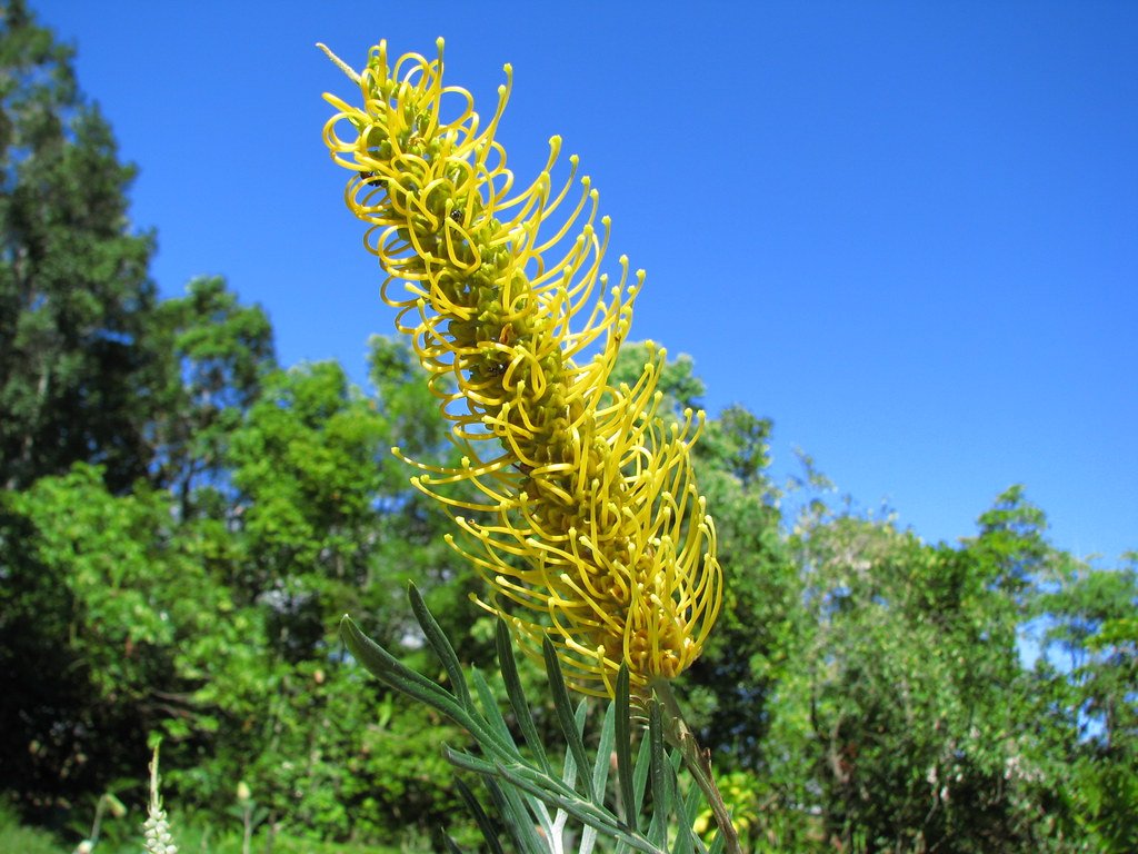 Grevillea Sandra Gordon - Ladybird Nursery
