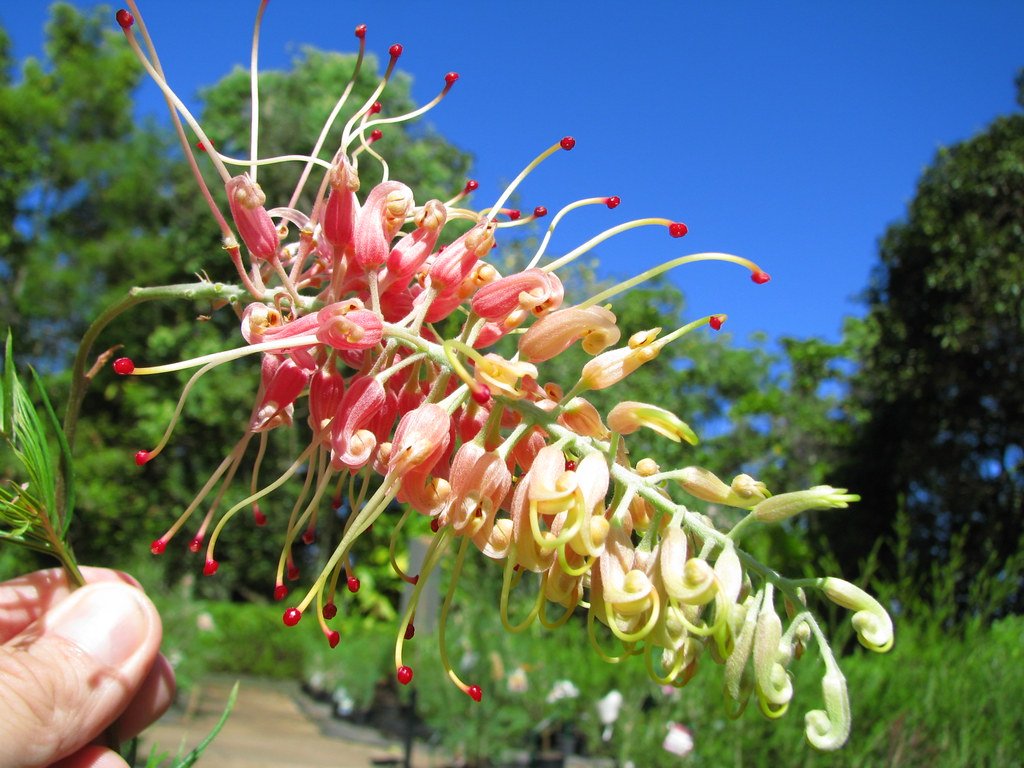Grevillea Strawberry Sundae - Ladybird Nursery