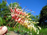Grevillea Strawberry Sundae
