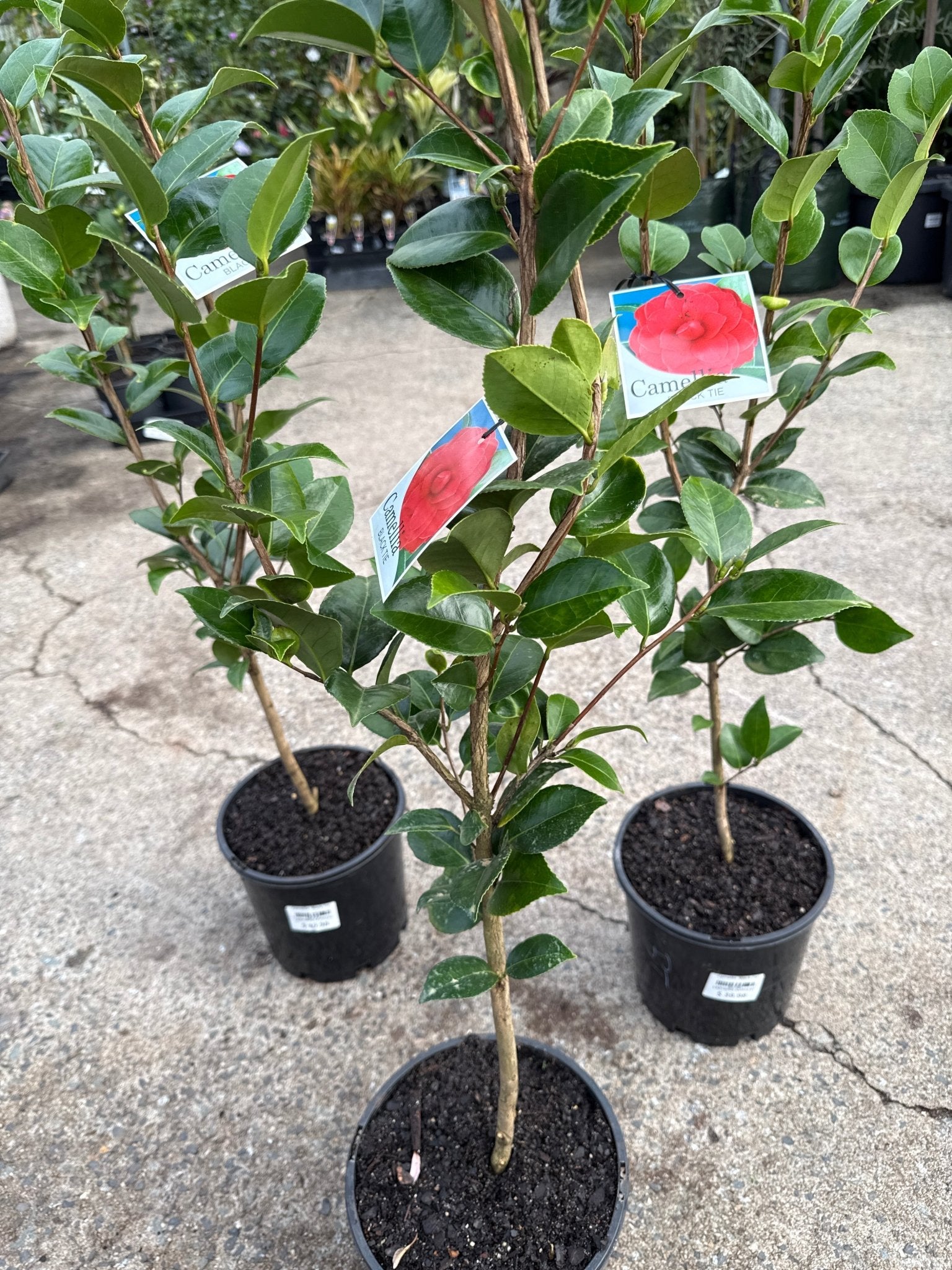 Camellia 'Black Tie' - Ladybird Nursery