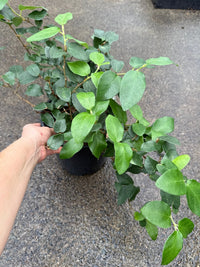 Climbing Fig (Ficus pumila) - Large - Ladybird Nursery