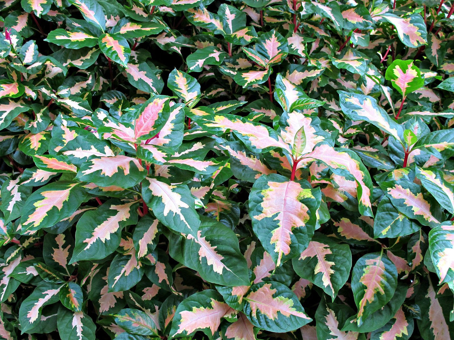 Caricature Plant (Graptophyllum pictum)