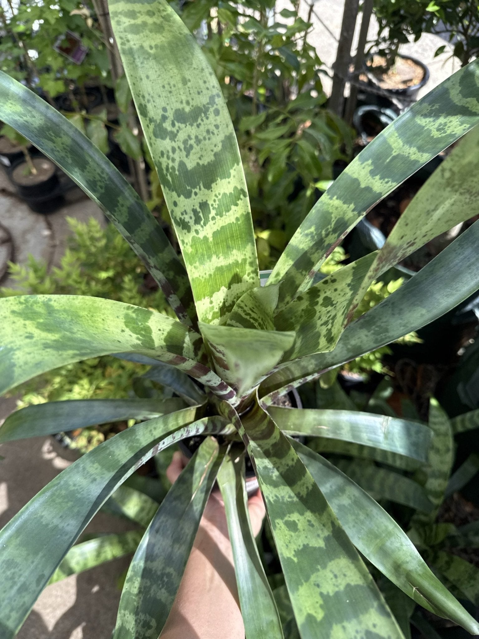 Bromeliad 'Splendide' (Vriesea) - Ladybird Nursery