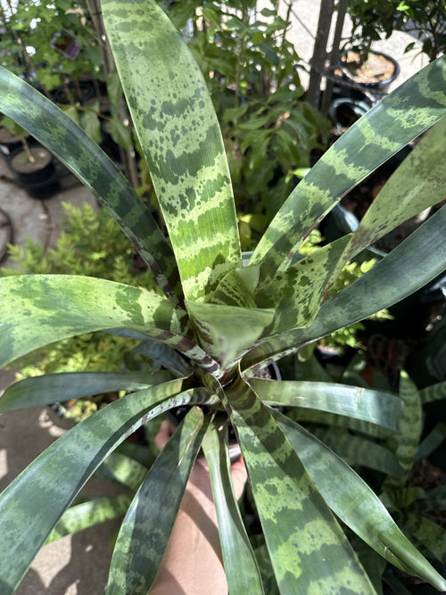 Bromeliad 'Splendide' (Vriesea)