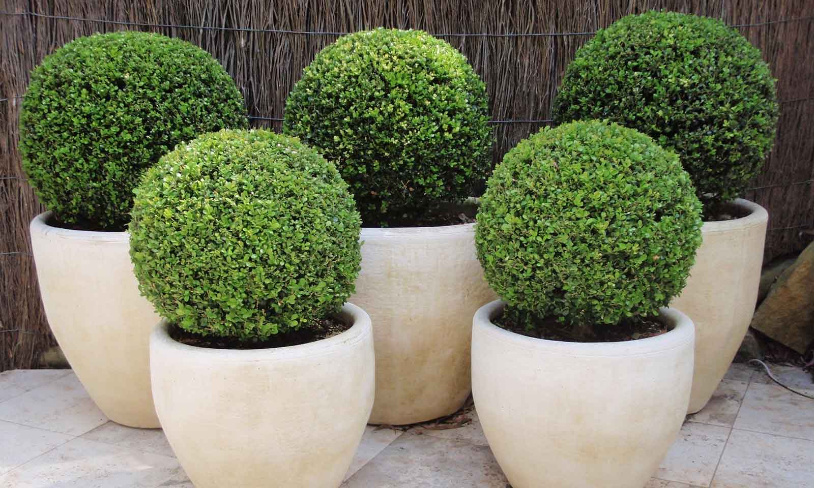 Japanese Box Faulkner (Buxus microphylla)
