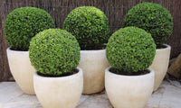 Japanese Box Faulkner (Buxus microphylla)