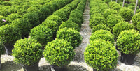 Japanese Box Faulkner (Buxus microphylla)