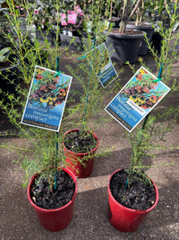 Brown Boronia 'Heaven Scent' (Boronia megastigma) - Ladybird Nursery