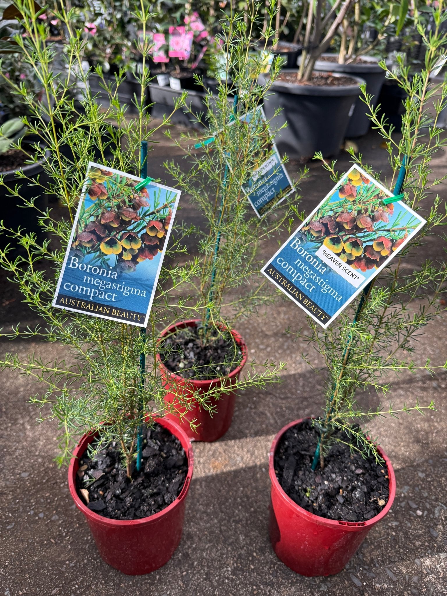 Brown Boronia 'Heaven Scent' (Boronia megastigma) - Ladybird Nursery