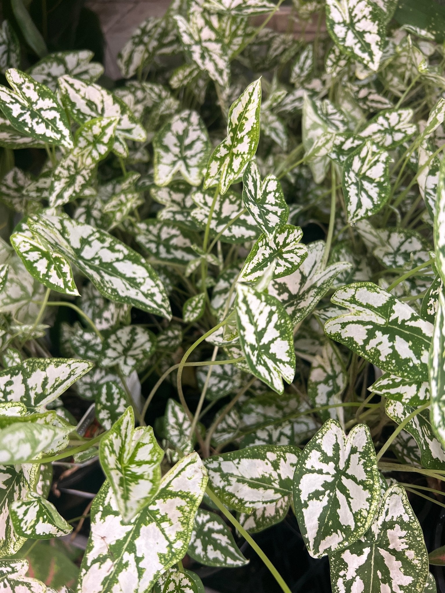 Caladium 'Angel Wings' - Ladybird Nursery