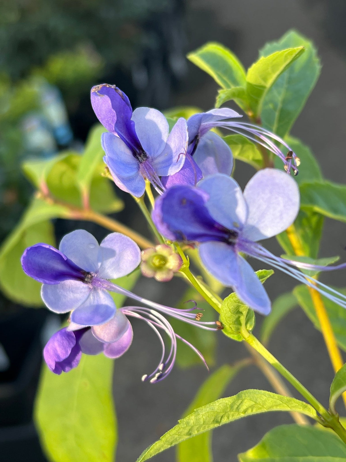 Blue Butterfly Bush (Clerodendrum ugandense) - Ladybird Nursery