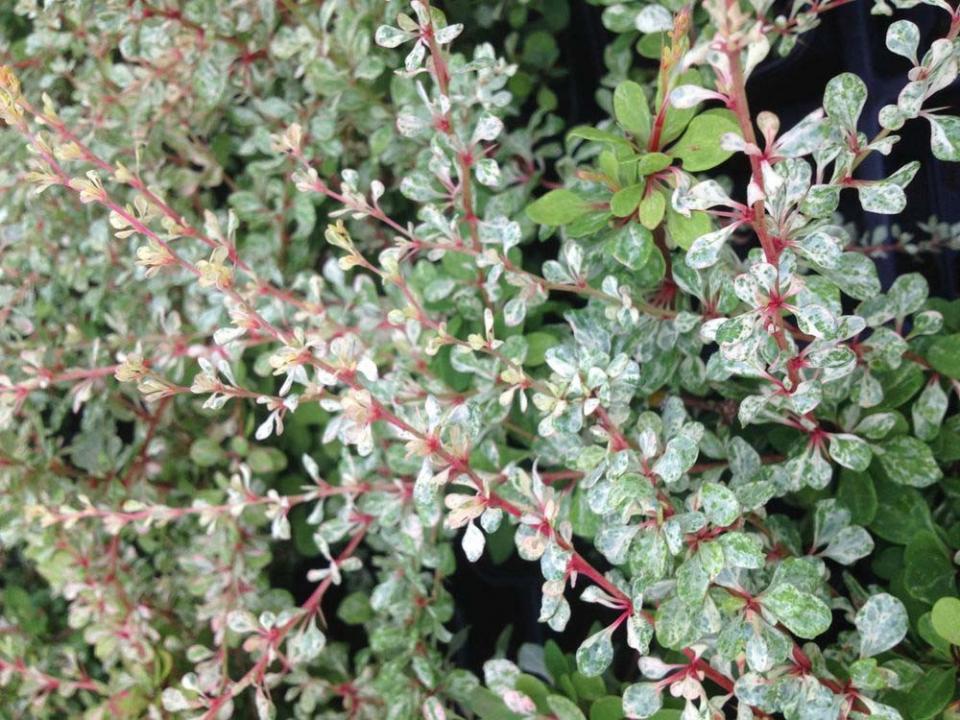Silver Beauty Japanese Barberry (Berberis thunbergii)