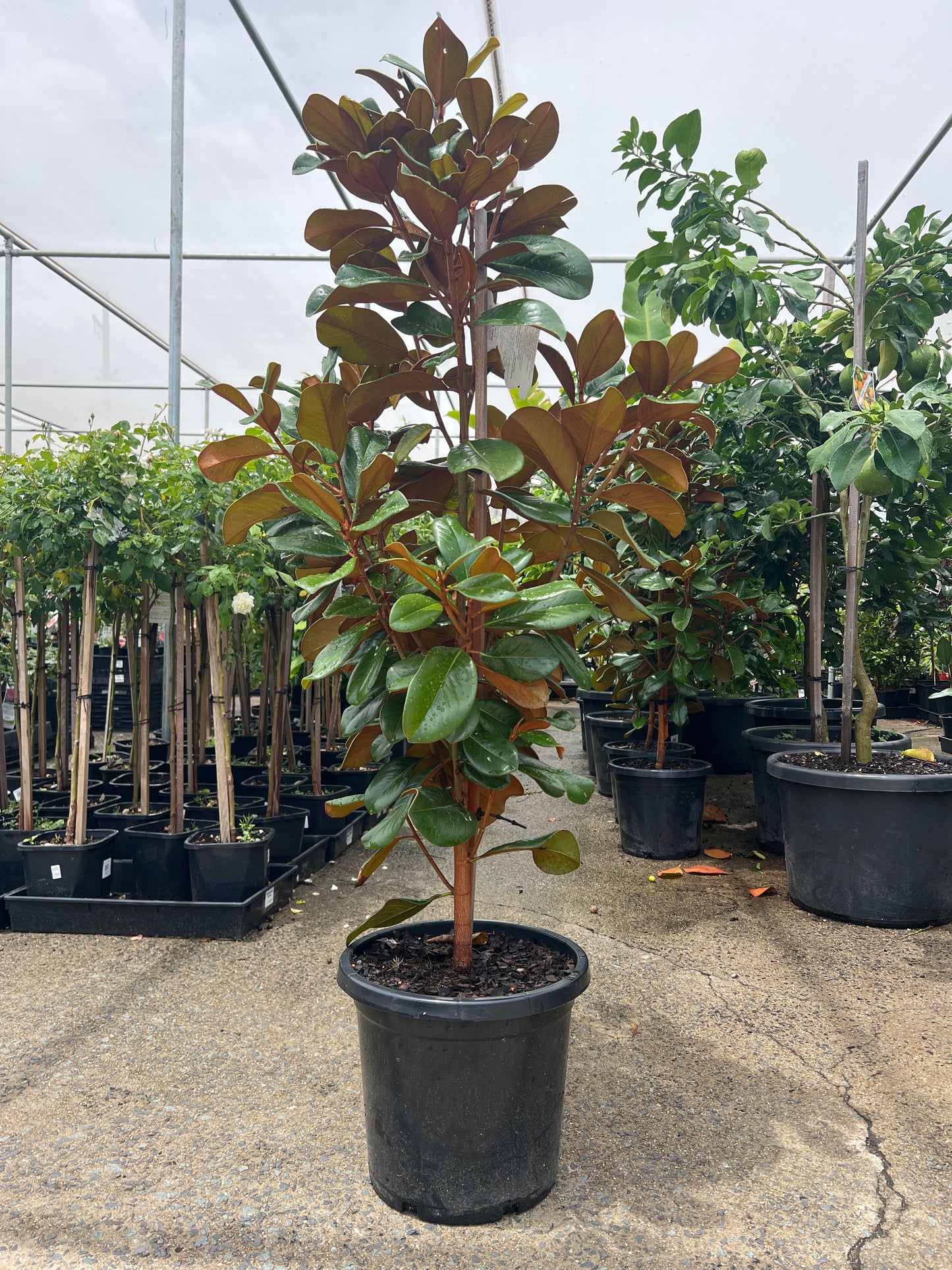 Plastic Pot 300mm (PICK UP ONLY)