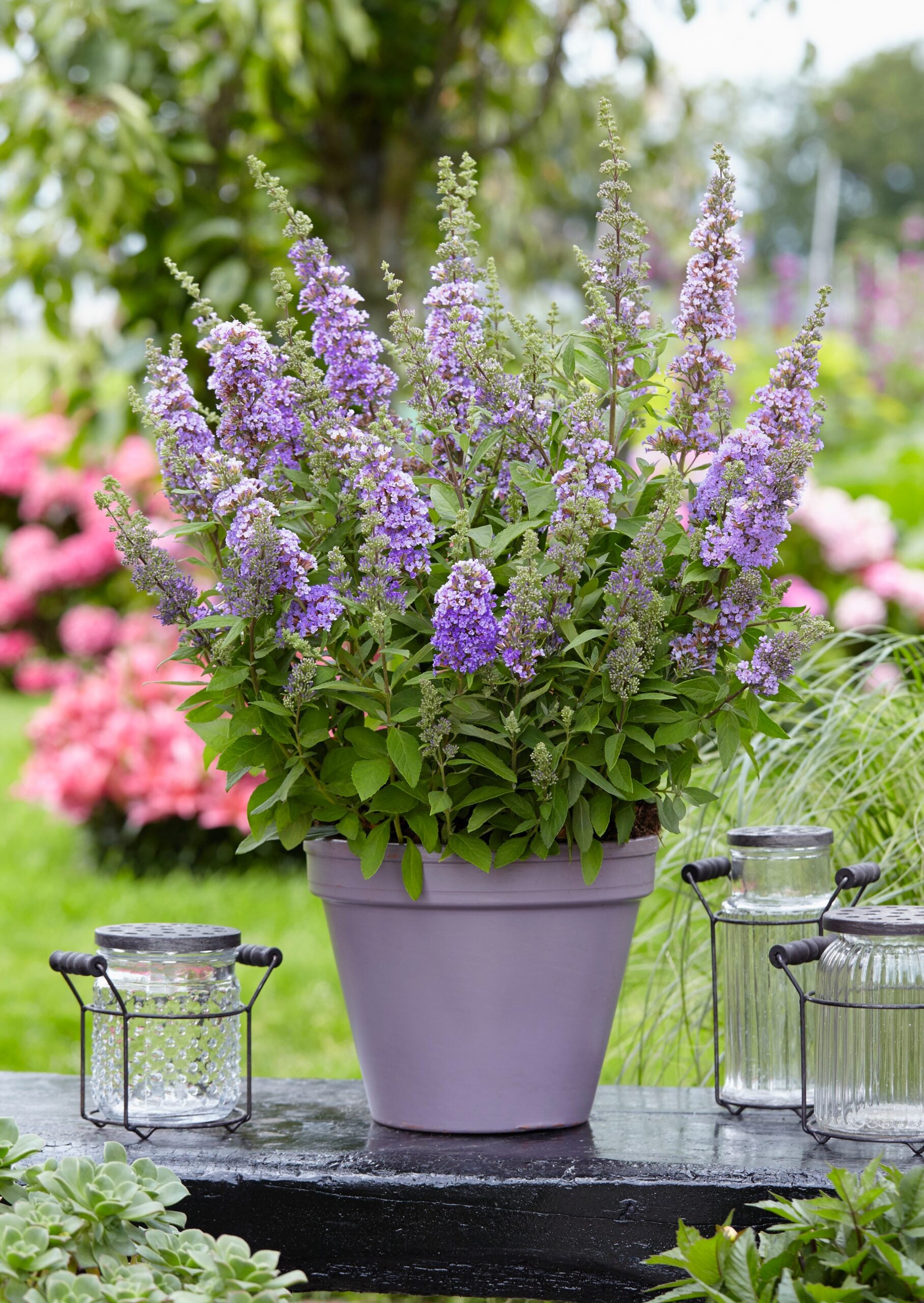 Butterfly Bush High Five (Buddleja davidii)