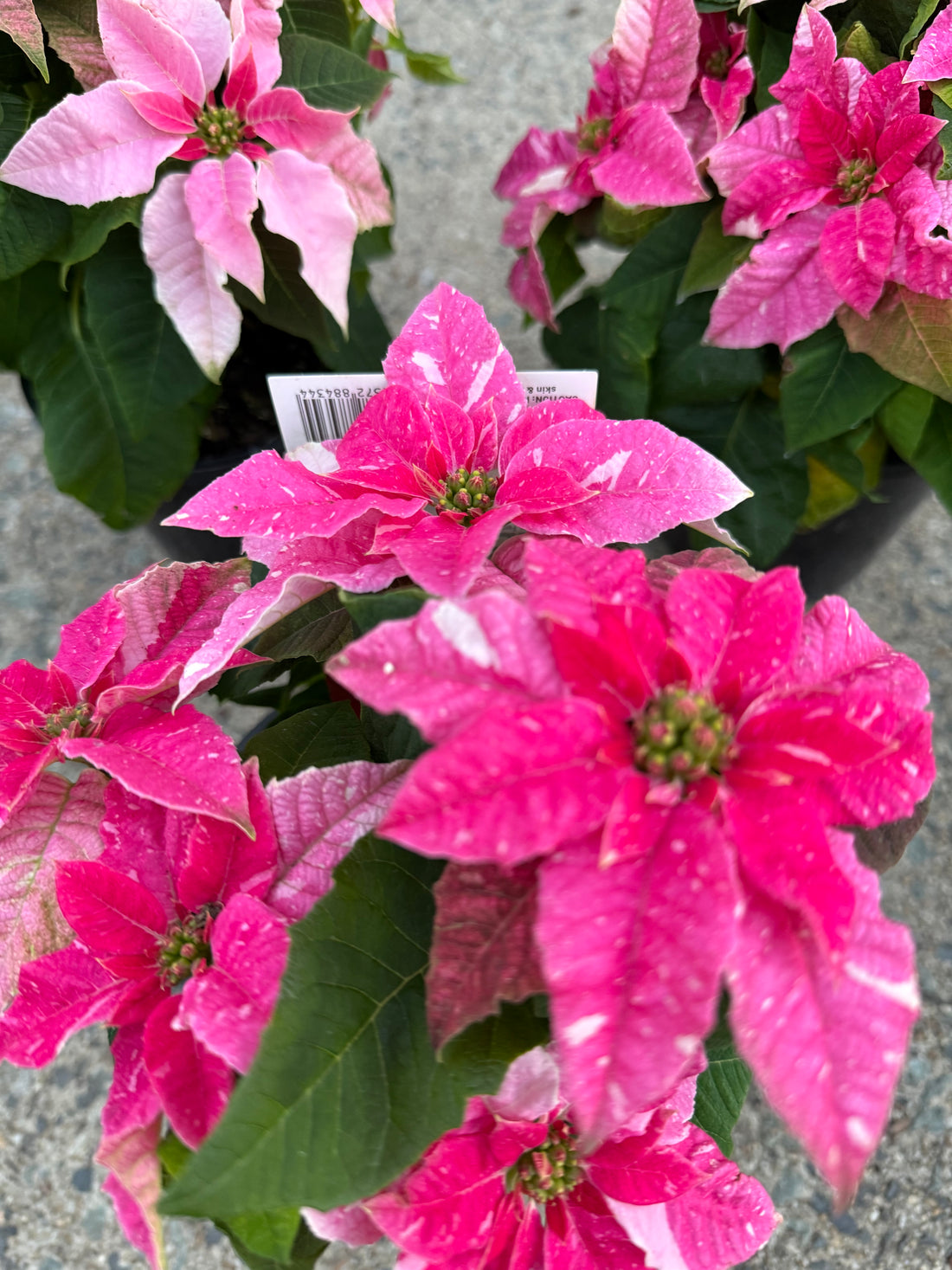 Princettia 'Sparkling Rose'