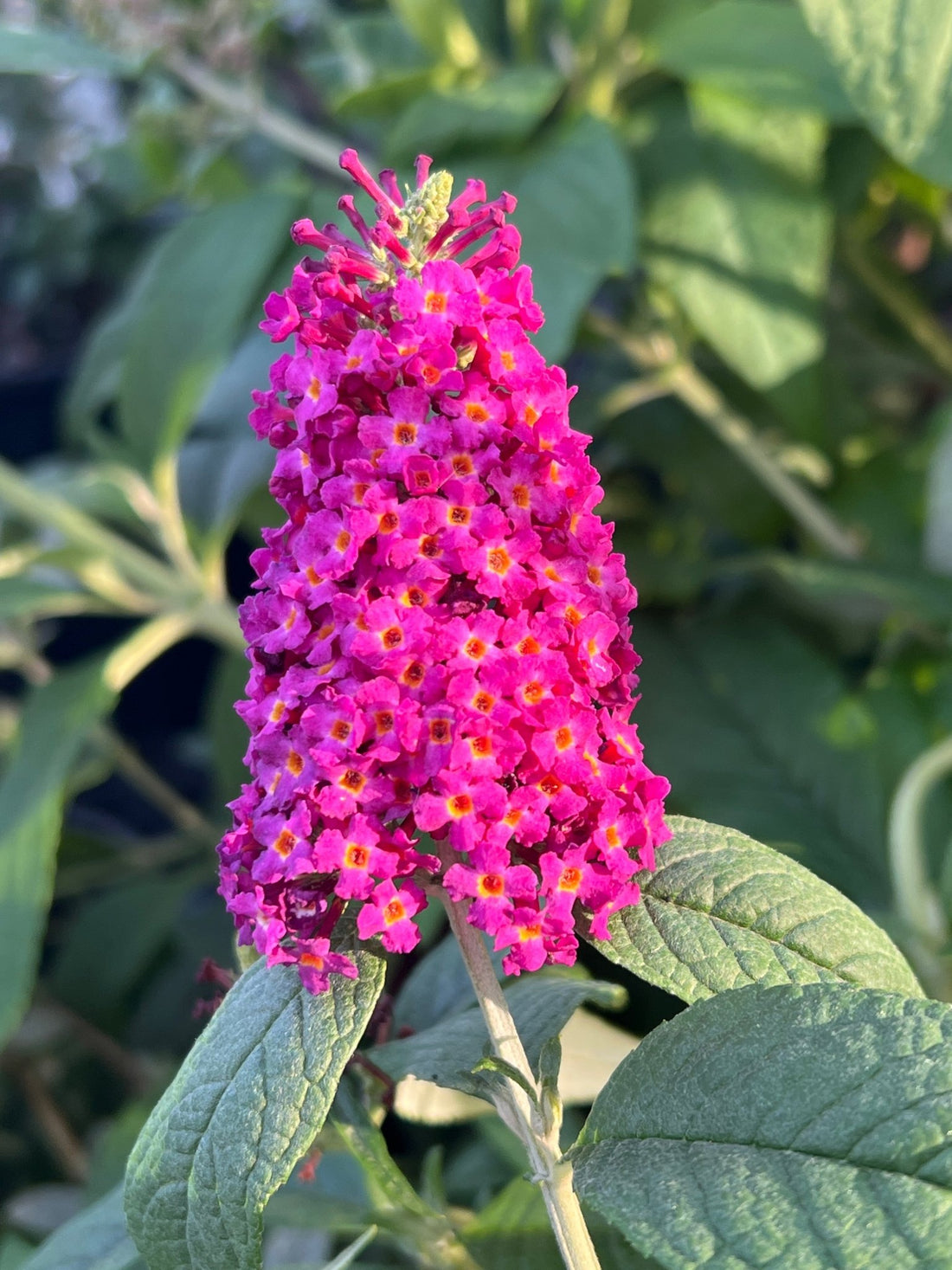 Butterfly Bush 'CranRazz' (Buddleja davidii) - Ladybird Nursery