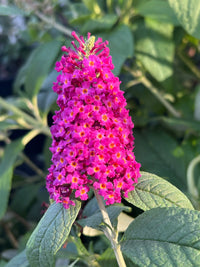 Butterfly Bush 'CranRazz' (Buddleja davidii) - Ladybird Nursery