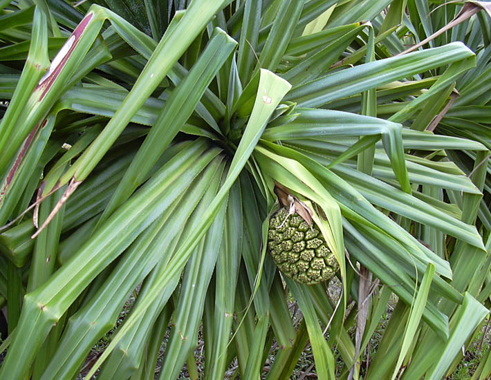 Screw Pine (Pandanus pedunculatus)
