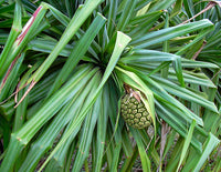 Screw Pine (Pandanus pedunculatus)