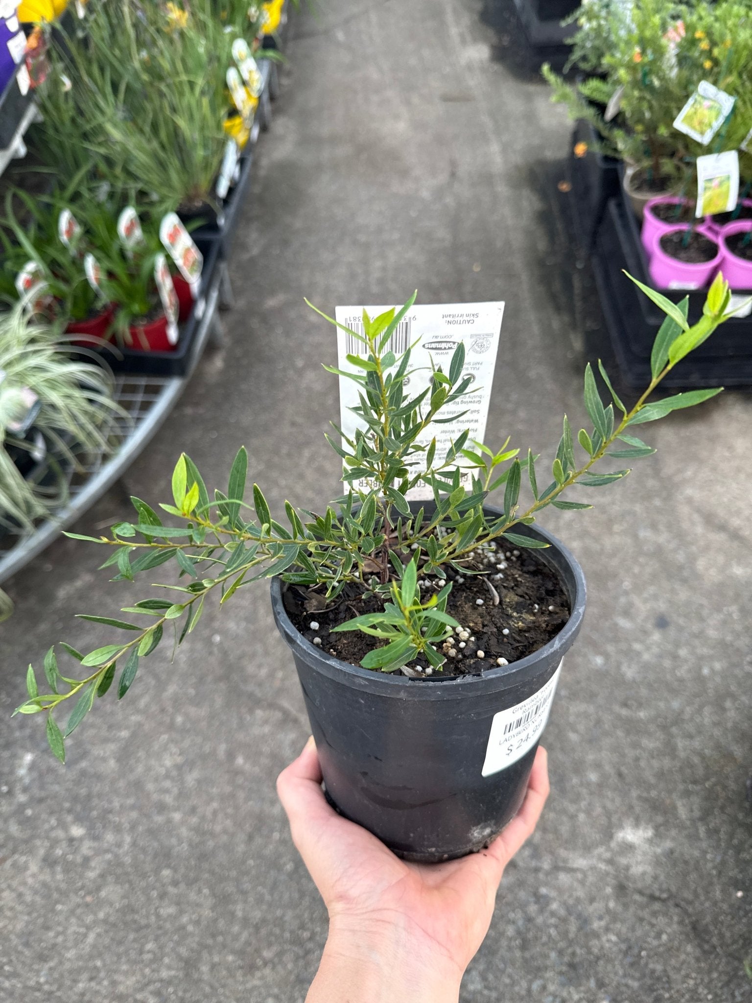 Grevillea 'Forest Rambler' groundcover - Ladybird Nursery