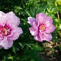 Itoh Peony First Arrival (Paeonia) - Ladybird Nursery