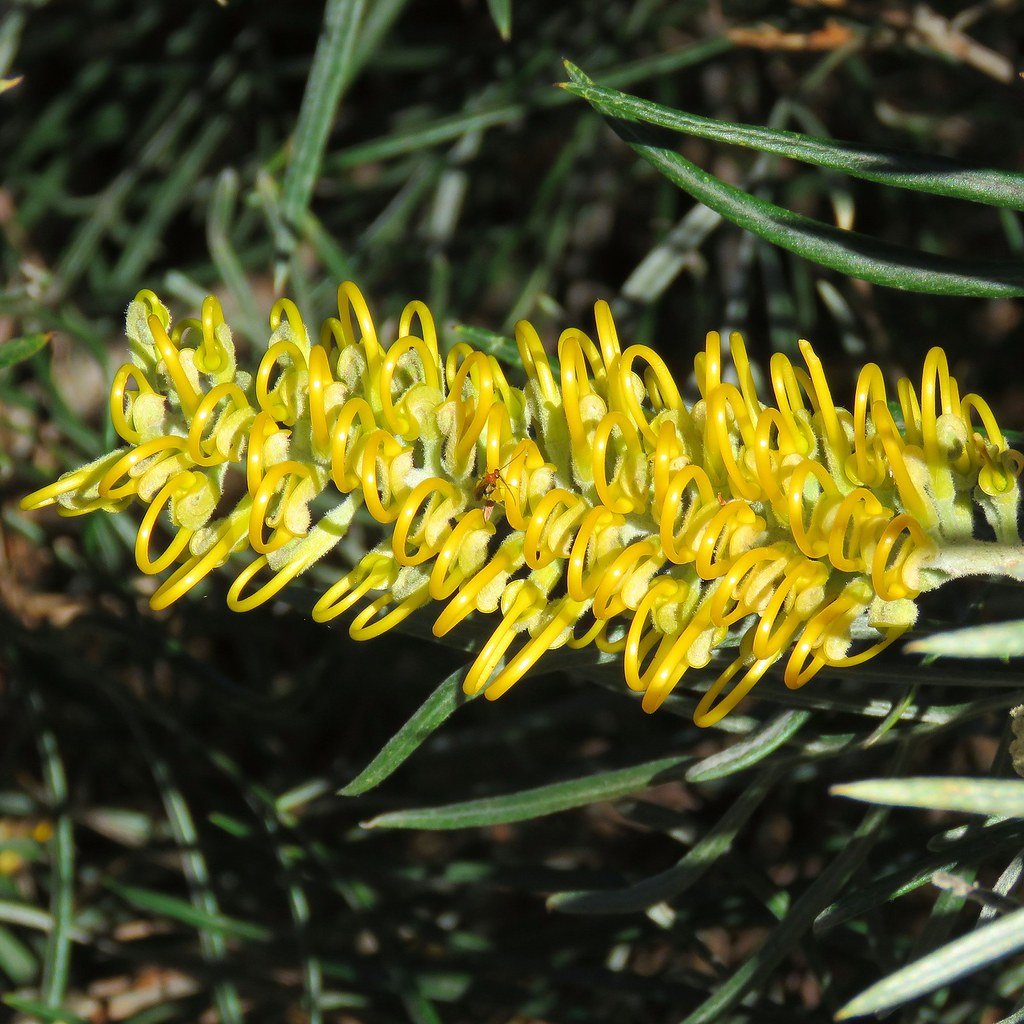 Grevillea Bush Lemons - Ladybird Nursery