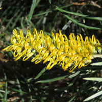 Grevillea Bush Lemons