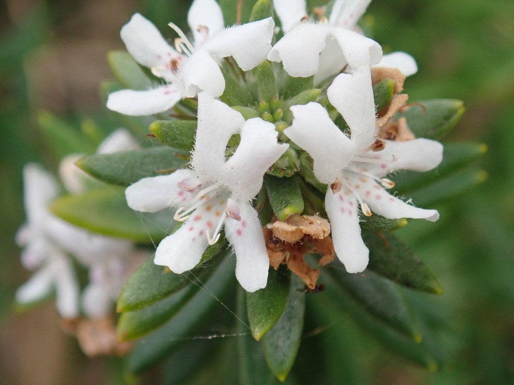 Coastal Rosemary (Westringia fruticosa)