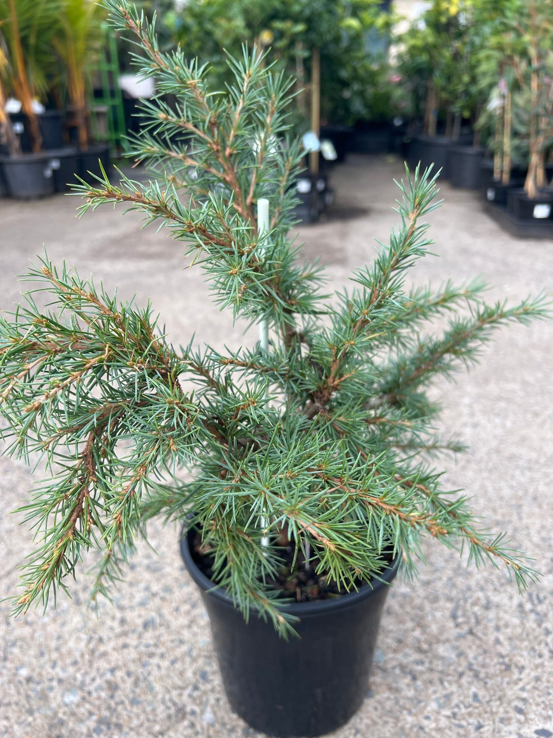 Mountain Beauty (Cedrus deodara) - Large - Ladybird Nursery