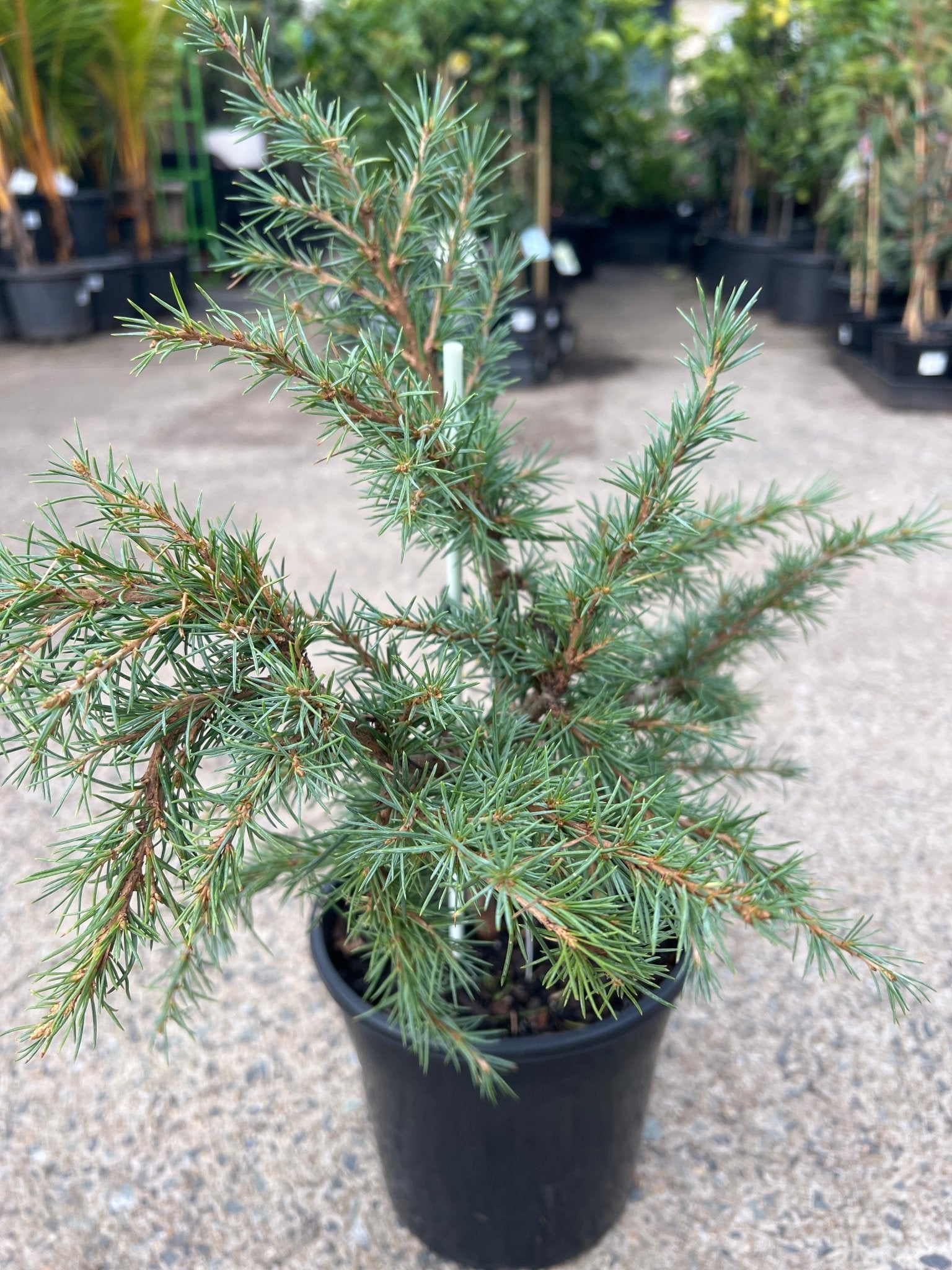 Mountain Beauty (Cedrus deodara) - Large - Ladybird Nursery