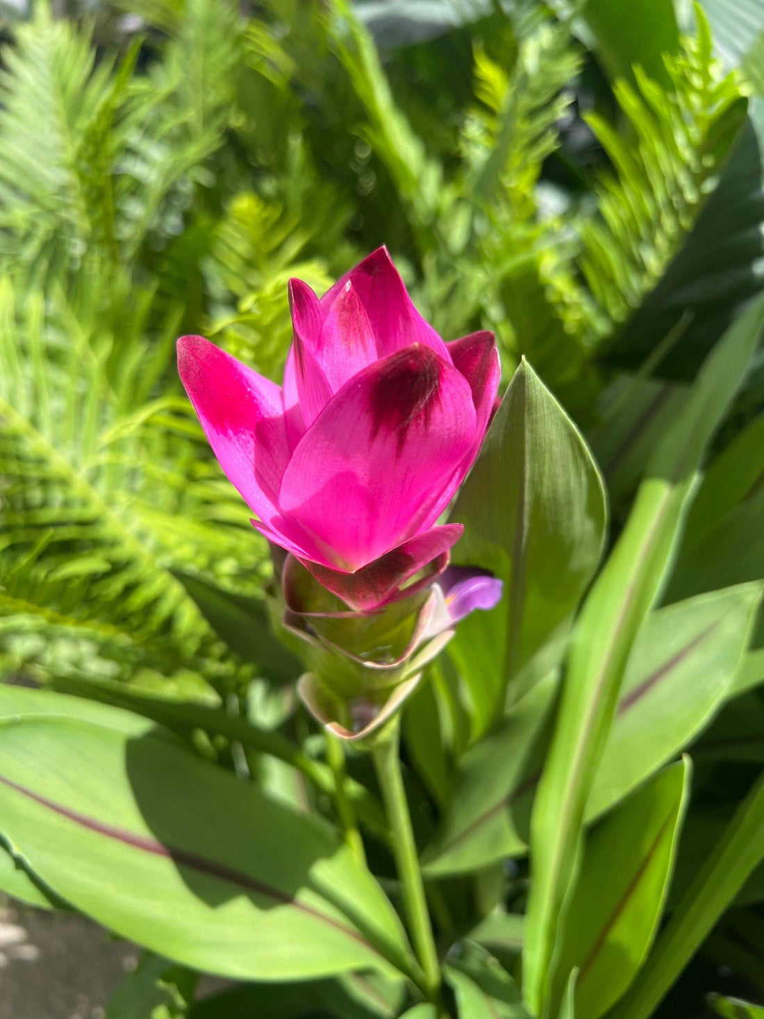 Siam Splash (Curcuma) - Ladybird Nursery