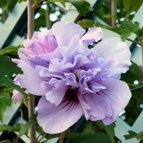 Rose of Sharon Double Plum (Hibiscus syriacus) - Ladybird Nursery