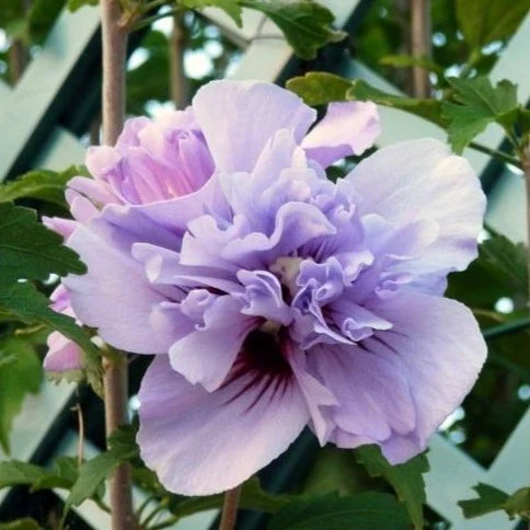 Rose of Sharon Double Plum (Hibiscus syriacus)